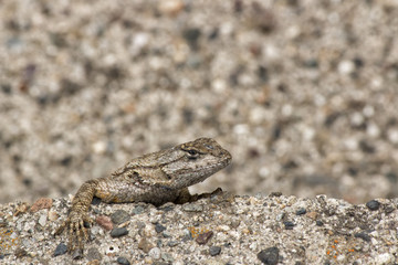 Close-up of a lizard on a rock of similar texture
