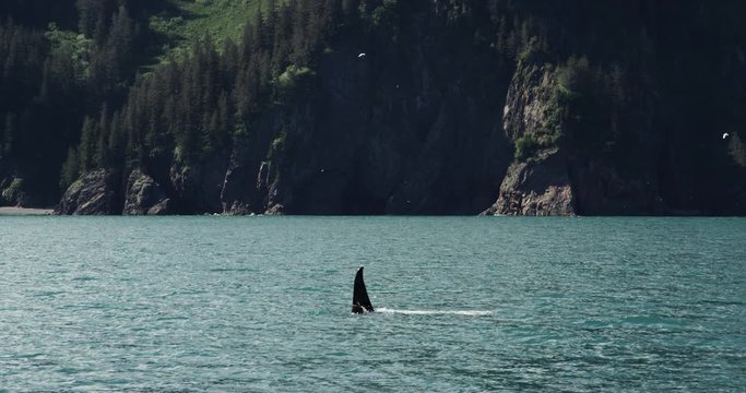 Slow motion, killer whale in Resurrection Bay