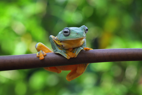 Tree frog, flying frog, Javan tree frog on branch