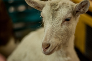 Fototapeta premium Funny and cute white goat posing standing in a multi-colored aviary from boxes