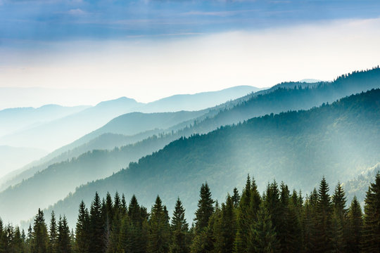 Fototapeta Majestic landscape of summer mountains. A view of the misty slopes of the mountains in the distance. Morning misty coniferous forest hills in fog and rays of sunlight. Travel background.