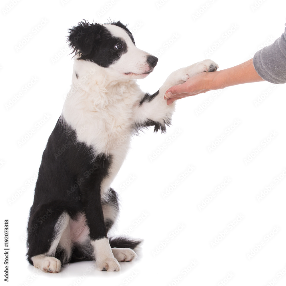 Sticker Junger Border Collie gibt die Pfote