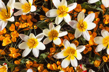 Blooming yellow crocus and white tulips flowers, crocus sativus and tulipa gesneriana