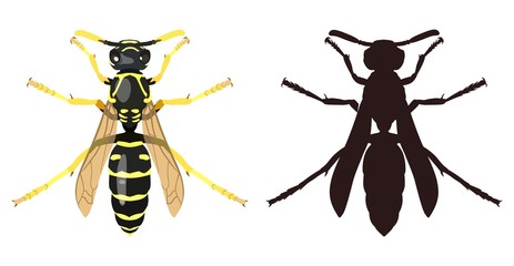 Color image of wasp and its silhouette. Vector illustration