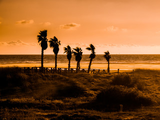 Sunset on the beach of Tarifa, costa de la luz, Spain, with palm trees