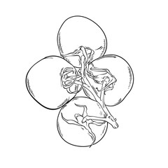 Tomato vector drawing. Isolated tomatoes on branch. Vector illustration isolated on white background. Vegetable engraved style illustration. Detailed vegetarian food sketch. Farm market product.