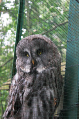 An owl