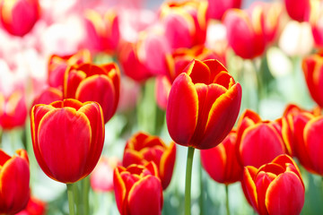 Fototapeta premium Tulips flowers blooming in the garden