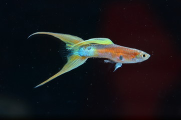 Guppy Double Sword Coral Red Gupik Podwojny miecz ryba rybka akwariowa © Tomasz