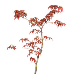 Maple with red leaves in a pot isolated on white background.