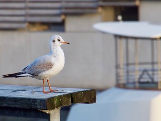 Mouette de profil