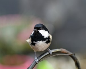 Tannenmeise (Periparus ater)