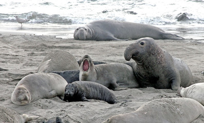 Elephant seals on the beach near San Simeon, Californa