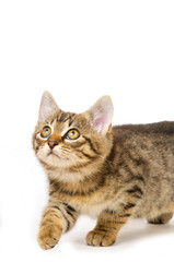 Junges K&auml;tzchen schleicht sich an