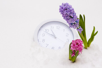 Hyacinths and clocks in the snow. The concept of waiting and the coming of spring, the time of spring.