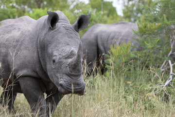 Obraz premium Portrait of free roaming white african rhino