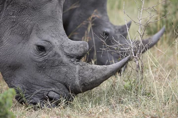 Crédence de cuisine en verre imprimé Rhinocéros Portrait of free roaming white african rhino