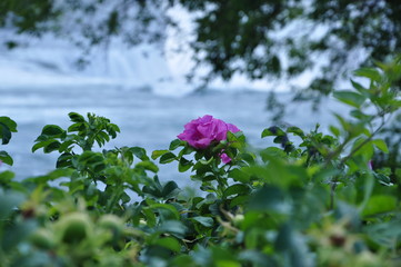 Wild rose in bushes