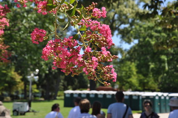 Blossoming tree amidst crowd