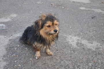 Distressed dog on street of Ukraine