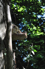 Wild mushroom on side of tree