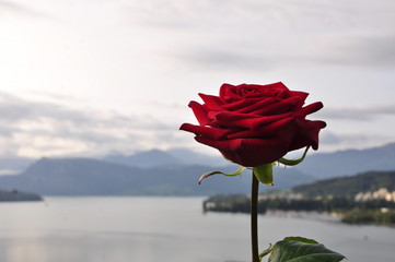 Rose on backdrop of Lake Lucerne