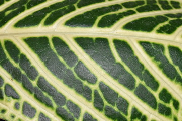 Yellow and green leaves background texture