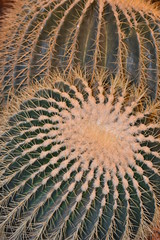 Naklejka na ściany i meble Cactus yellow green with spines