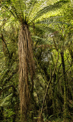 Fototapeta premium tree fern south island new zealand