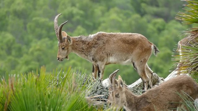 
mountain goats on rocks in nature around el chorro in spain
