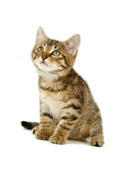 Getigertes Kätzchen sieht nach oben isoliert auf weißem Grund