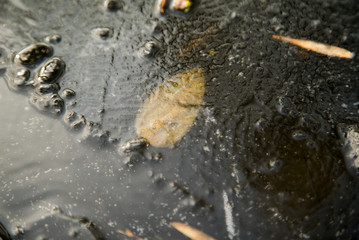 Autumn leaves under frost, the beginning of winter