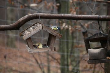 Bluebird on the feeder