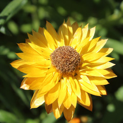 Yellow Closeup Flower 03