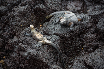 Pair of Sea Iguanas on Lava Rocks