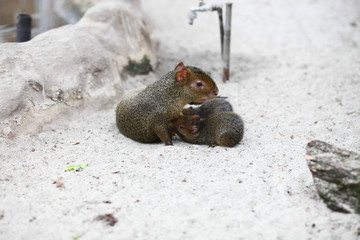Breastfeeding agouti