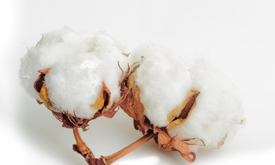Cotton plant flower isolated on white background
