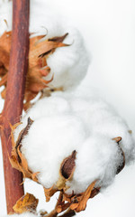 Cotton plant flower isolated on white background