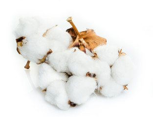 Cotton plant flower isolated on white background