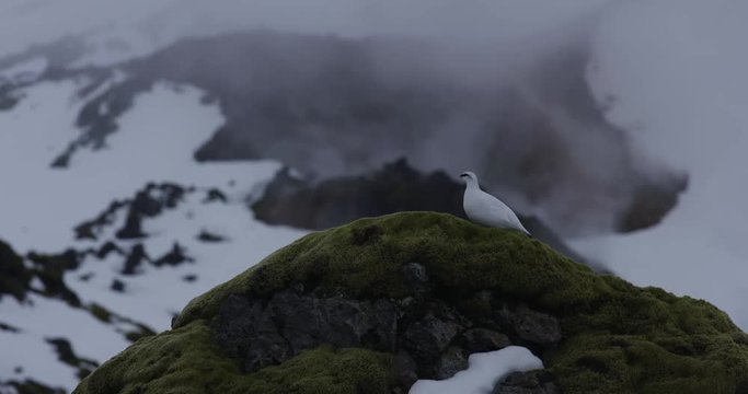 Close up, Ptarmigan in Iceland