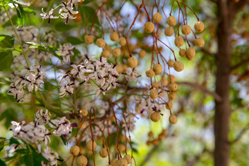 Obraz premium Melia azedarach, Khorasan, Iran