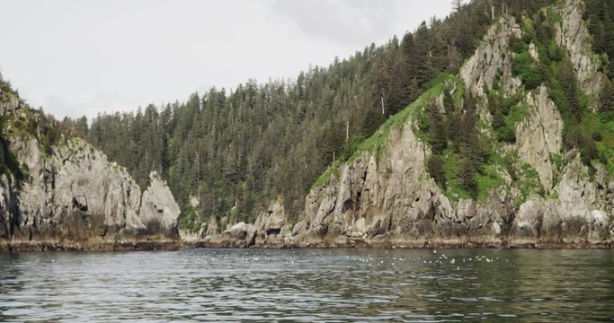 Flock of birds in Resurrection Bay, Alaska