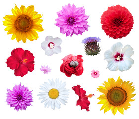 Flowers set isolated on white background