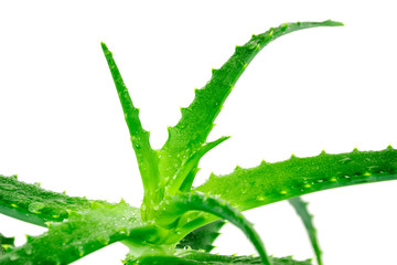 green aloe vera plant isolated on white background