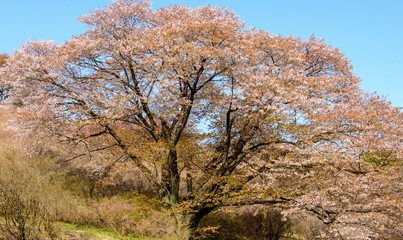 満開の一本の山桜