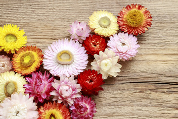 Helichrysum bracteatum - everlasting flowers on wood