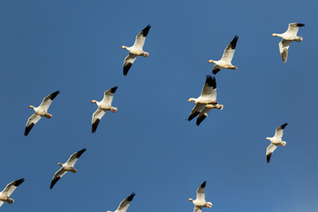 Snow geese migration