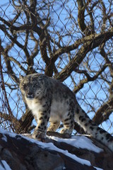 Snow Leopard