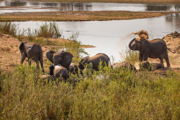Elefantenherde am Fluss