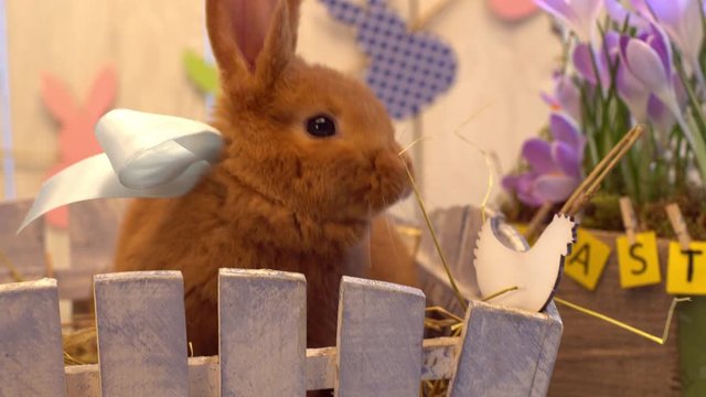 Fluffy rabbit easter celebration traditional symbol concept sitting in a box